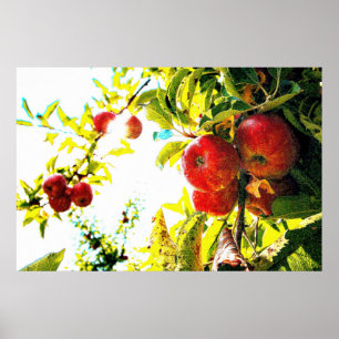 "Red Apples Tree On Sunny Day" Cute Photo. Buy Now Poster