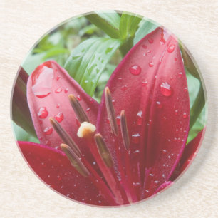 Red Asiatic Lily With Buds Coaster