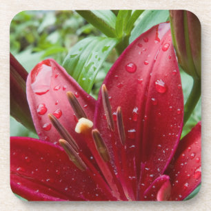 Red Asiatic Lily With Buds Coaster