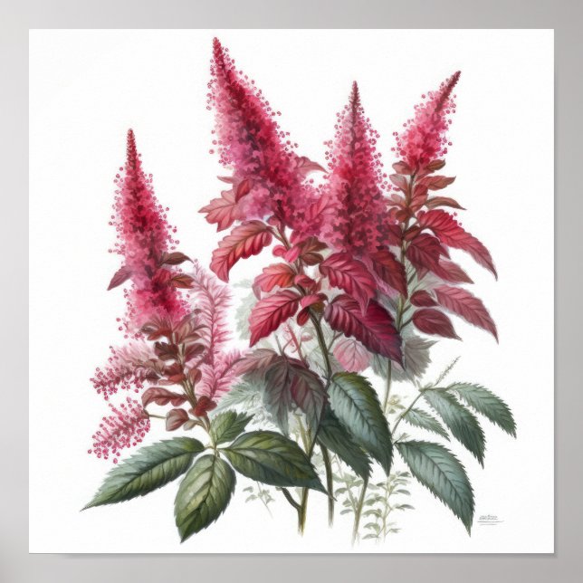 Red Astilbe Flower Art Print Poster (Front)