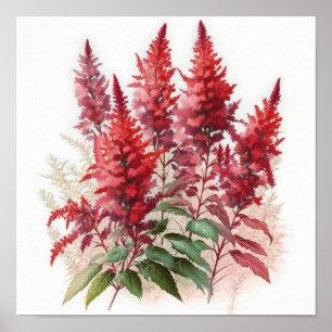 Red Astilbe Flower Art Print Poster