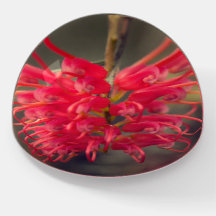 Red Australian Native Grevillea Flower