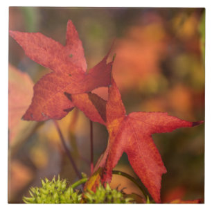 Red autumn leaves ceramic photo tile