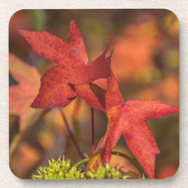 Red autumn leaves hard plastic coasters (Front)