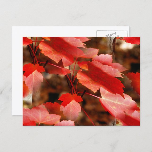 Red Autumn Leaves Nature Photography Personalised Postcard (Front/Back)