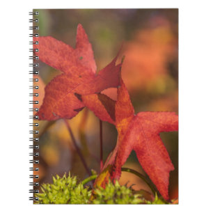 Red autumn leaves notebook