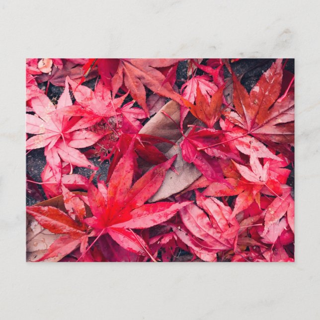 Red Autumn Leaves Postcard (Front)