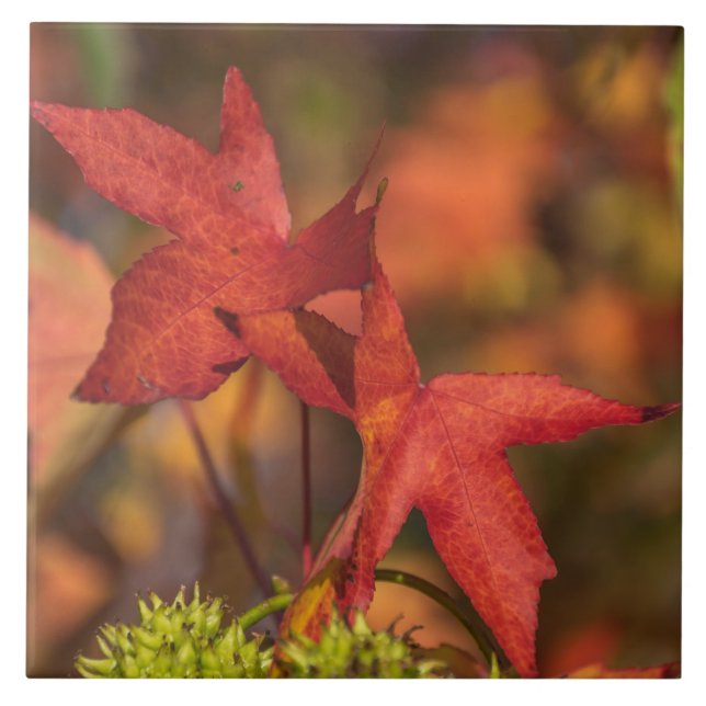 Red autumn leaves view ceramic tile (Front)