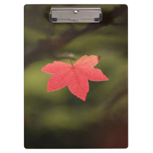 Red Autumn Maple Leaf Nature Photo Clipboard