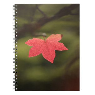 Red Autumn Maple Leaf Nature Photo Notebook