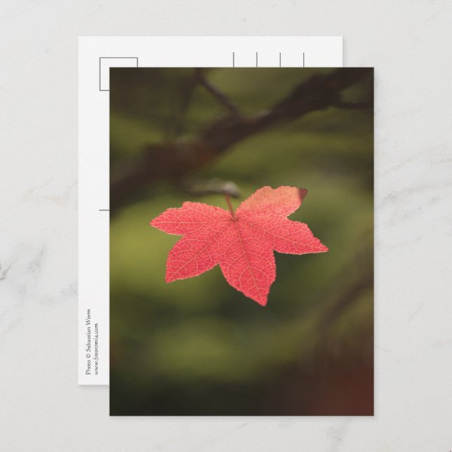 Red Autumn Maple Leaf Nature Photo Postcard (Front/Back)