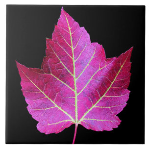 Red Autumn Maple Leaf on Black Background Ceramic Tile