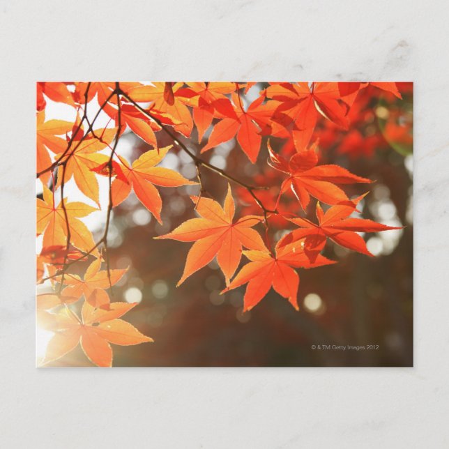 Red Autumn Maple leaves Postcard (Front)