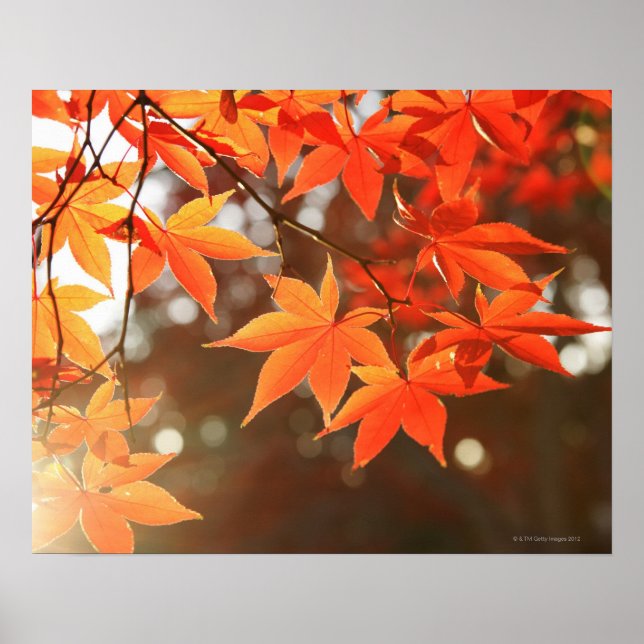 Red Autumn Maple leaves Poster (Front)
