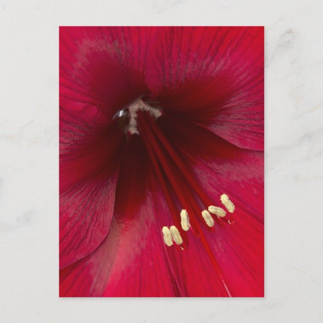 Red Azalea Closeup Postcard (Front)