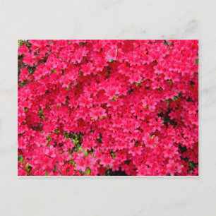 Red Azalea Flower Patch Postcard
