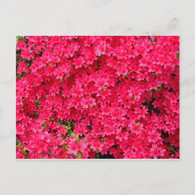 Red Azalea Flower Patch Postcard (Front)