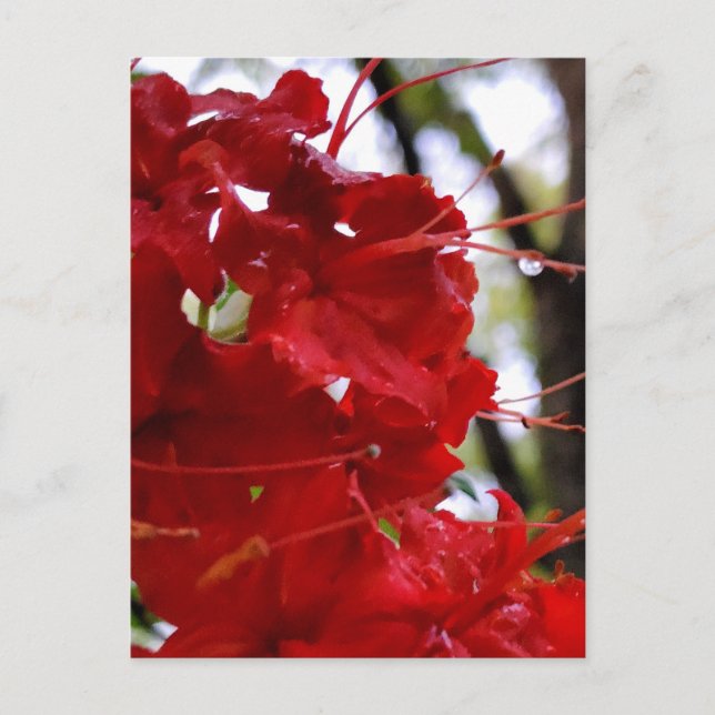 Red Azalea Flowers Postcard (Front)