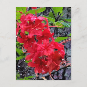Red Azalea Flowers Postcard