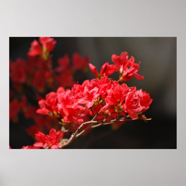Red Azaleas and meaning Poster (Front)