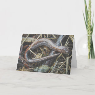Red-Backed Salamander #1 Note Card