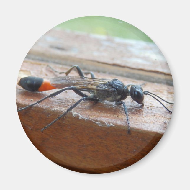 Red Banded Sand Wasp Magnet (Front)
