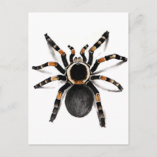 Red Banded Tarantula Spider Postcard (Front)