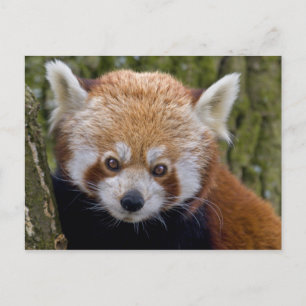 Red Bandit Postcard