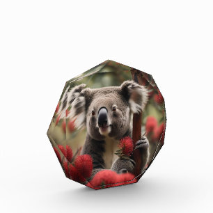 Red Banksia Tree With Koala Bear, Photo Block