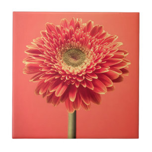 Red Barberton Gerbera Daisy Flower Ceramic Tile