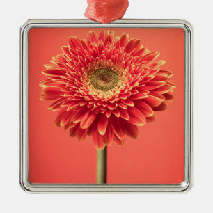 Red Barberton Gerbera Daisy Flower Metal Ornament