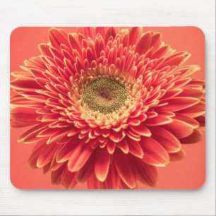 Red Barberton Gerbera Daisy Flower Mouse Pad