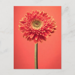 Red Barberton Gerbera Daisy Flower Postcard