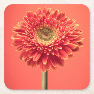 Red Barberton Gerbera Daisy Flower Square Paper Coaster