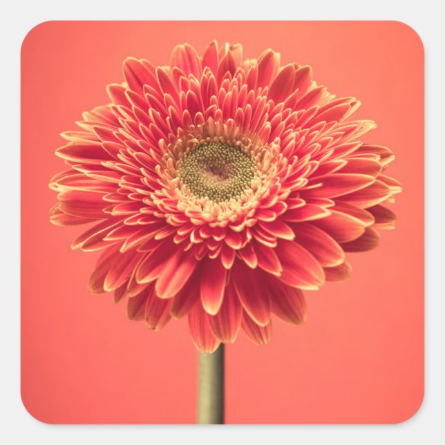 Red Barberton Gerbera Daisy Flower Square Sticker (Front)