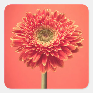 Red Barberton Gerbera Daisy Flower Square Sticker
