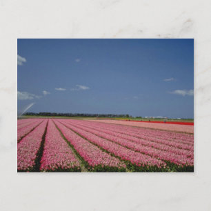 Red Barley fields, Zanskar Ladakh, India flowers Postcard