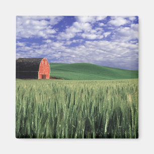 Red barn in wheat & barley field in Whitman Magnet