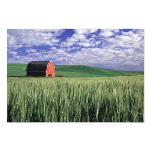 Red barn in wheat & barley field in Whitman Photo Print