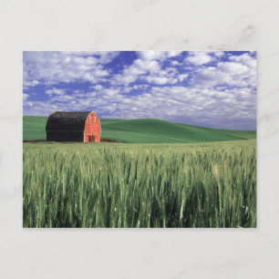 Red barn in wheat & barley field in Whitman Postcard