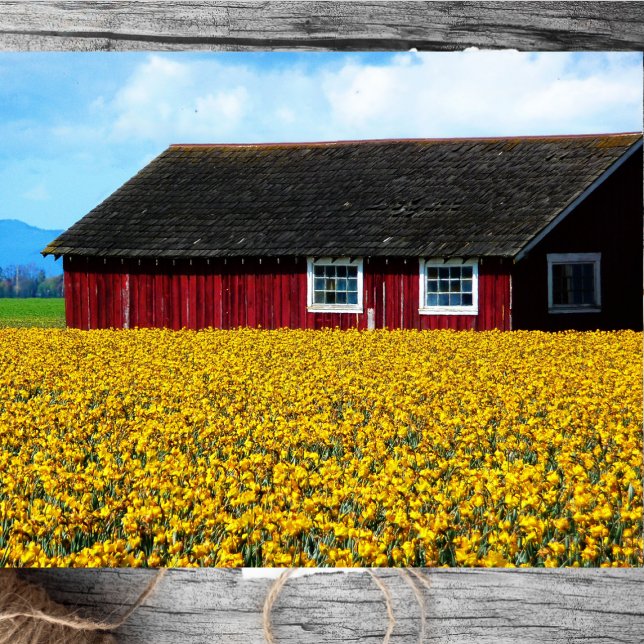 Red Barn Snuggled in Field of Yellow Daffodils Tissue Paper (Creator Uploaded)