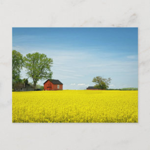 Red Barn Standing Guard Over a Canola Field Postcard