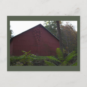 Red Barn with Ivy Postcard
