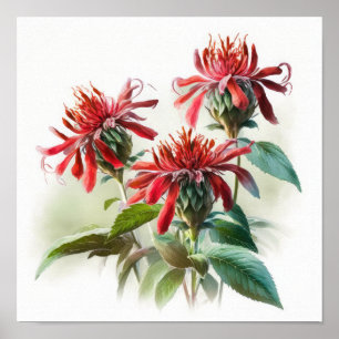 Red Bee Balm Flower Art Print Poster