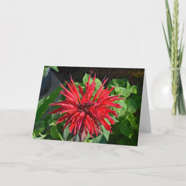 Red Bee Balm Garden Flower Blank Inside Photograph Card (Front)