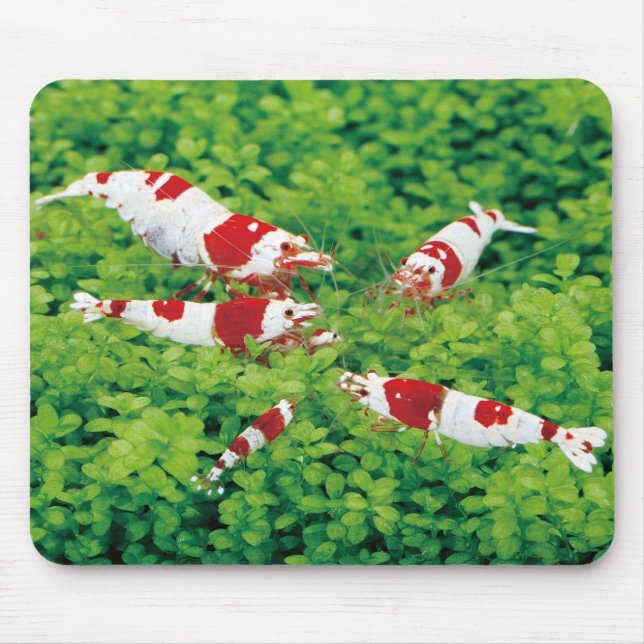 Red Bee Shrimps Mouse Pad (Front)