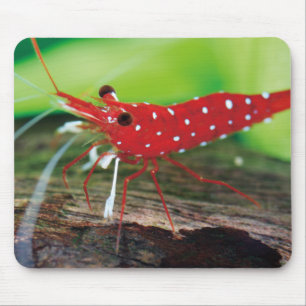 Red Bee Shrimps Mouse Pad