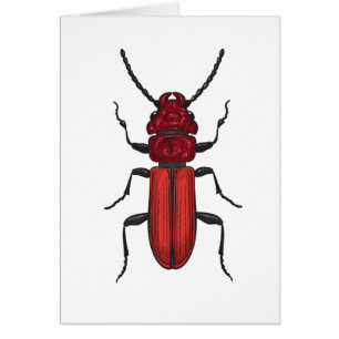 Red beetle