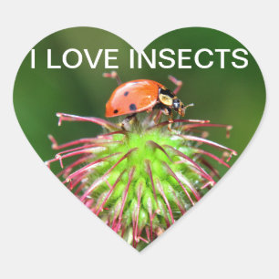 red beetle heart sticker