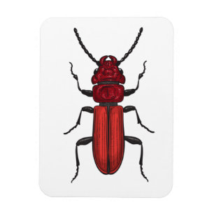 Red beetle magnet